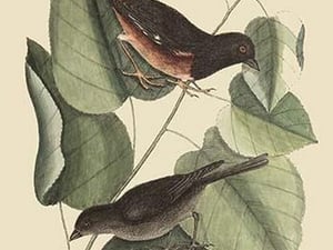 Towhe Bird by Mark Catesby - Art Print