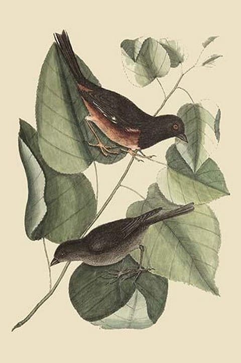 Towhe Bird by Mark Catesby - Art Print
