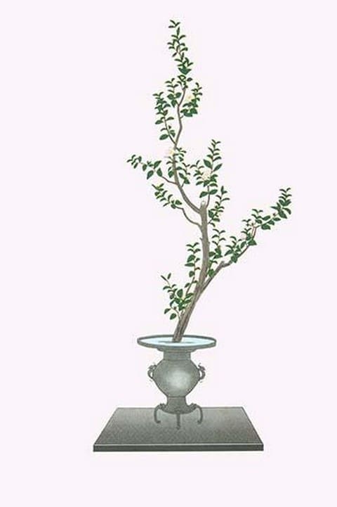 Sasankwa (Camellia Sasanqua in a Usubata by Josiah Conder #2 - Art Print