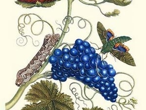 Grapevine with Gaudy Spinx Moth by Maria Sibylla Merian - Art Print