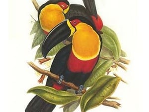 Ariel Toucan by John Gould - Art Print