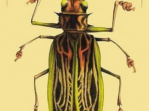 Beetle: Brazilian Prionus Cervicornis #2 by Sir William Jardine - Art Print