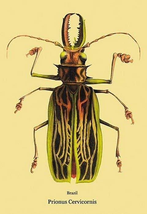 Beetle: Brazilian Prionus Cervicornis #2 by Sir William Jardine - Art Print