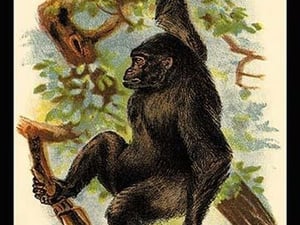 The Gorilla by G.R. Waterhouse - Art Print