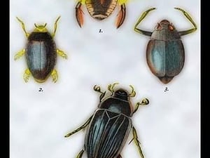 Beetles: Dytiscus Dimidiatus