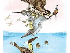 The Wandering Falcon (Great-Footed Hawk) by Theodore Jasper - Art Print