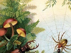The Spider & The Staghorn Beetle by Anton Hochstein - Art Print
