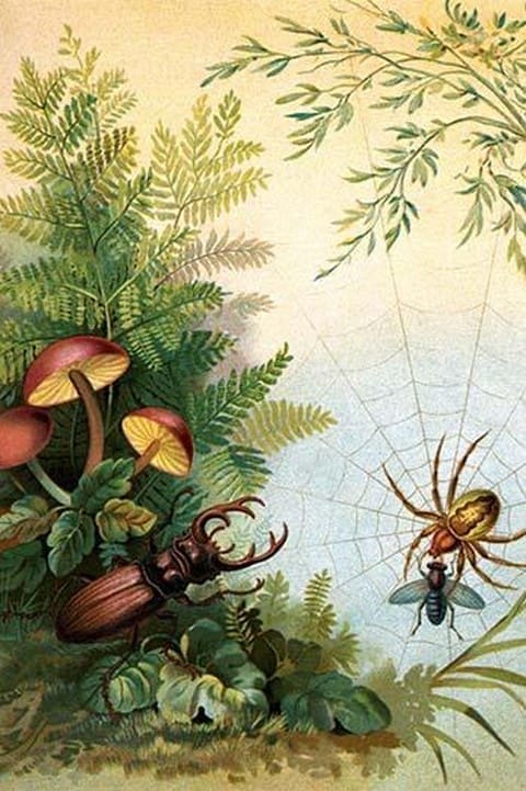 The Spider & The Staghorn Beetle by Anton Hochstein - Art Print