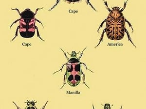 Beetles of Cape