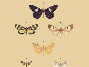 Agarista a Emorrhoidalis