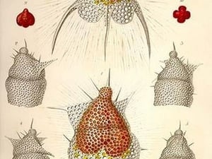 Dictyoceras Virchowii