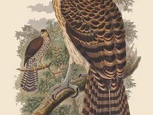 Erythrotriochis Doriae - Marquis Doria's Goshawk by John Gould - Art Print