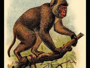 St. John's Macaque by G.R. Waterhouse - Art Print