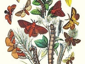 Moths: G. Quercifolia