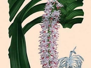 Orchid: Saccolabium Guttatum Gicanticum - Art Print