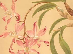 Laelia Autumnalis by H.G. Moon #2 - Art Print
