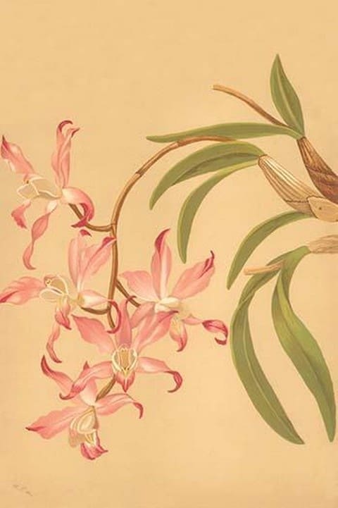 Laelia Autumnalis by H.G. Moon #2 - Art Print