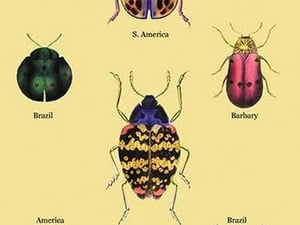 Beetles of Barbary and the Americas #2 by Sir William Jardine - Art Print