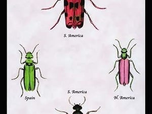 Beetles from North and South America and Spain by Sir William Jardine - Art Print