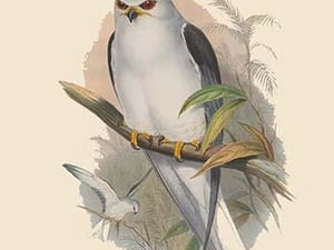 Elanus Hypoleucus - Celebean - Black-Winged Kite by John Gould - Art Print