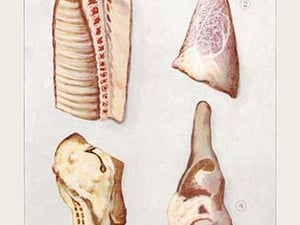 Veal - Art Print