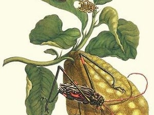 Citron with Monkey slug & a Harlequin Beetle by Maria Sibylla Merian - Art Print