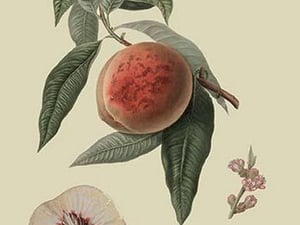 La Bourdine Peach by William Hooker #2 - Art Print