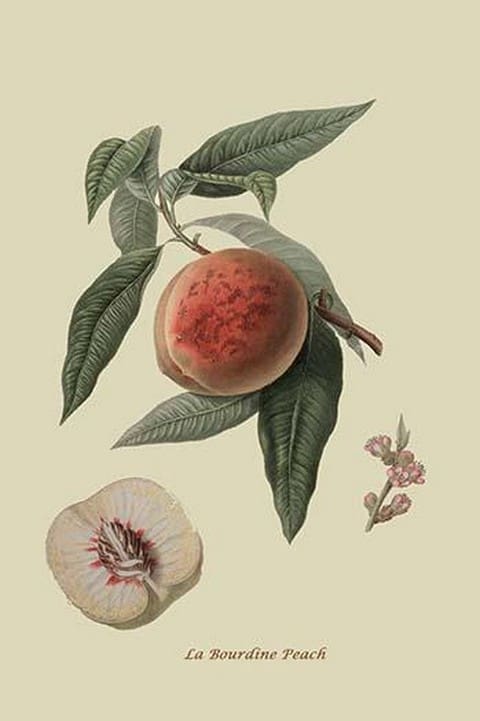 La Bourdine Peach by William Hooker #2 - Art Print