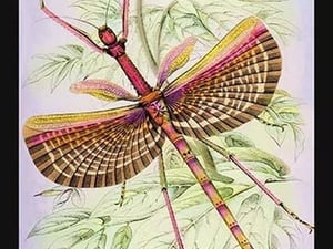 Insect: Phasma Necydaloides by James Duncan - Art Print