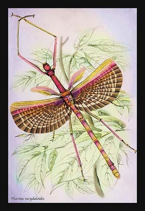 Insect: Phasma Necydaloides by James Duncan - Art Print