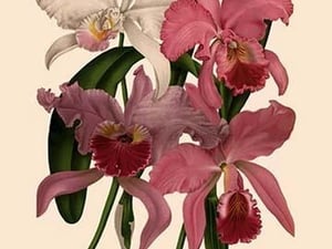 Orchid: Cattleya Labiata - Art Print