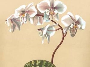 Phalenopsis Schilleriana by H.G. Moon - Art Print