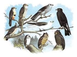 Femerol & Richardson's Falcons