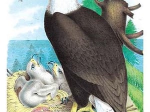 The Bald Eagle (White-Headed Eagle) by Theodore Jasper - Art Print