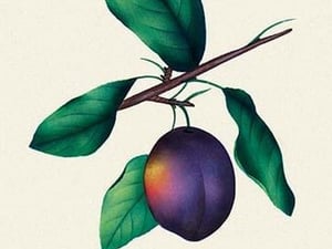 Duand's Purple Grapes - Art Print
