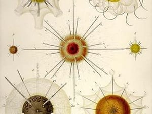 Types of Acanthometra by Ernst Haeckel - Art Print
