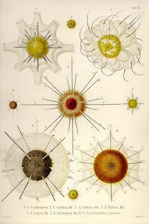 Types of Acanthometra by Ernst Haeckel - Art Print