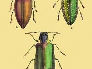Beetles: Buprestis Chrysis B. Sternicornis