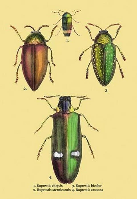 Beetles: Buprestis Chrysis B. Sternicornis