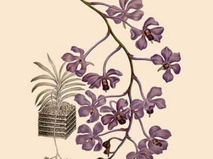 Orchid: Vanda Coerulescens by William Forsell Kirby - Art Print