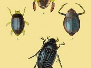 Beetles: Dytiscus Dimidiatus