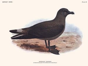 Aestrelata Cribbaea by Lionel Walter Rothschild - Art Print