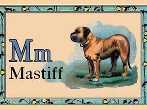 Mastiff - Art Print