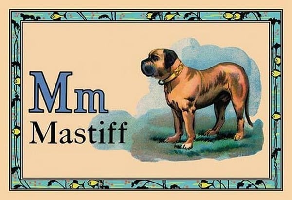Mastiff - Art Print