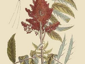 Vespa Ichneumon Tripilis or Fly Pennsylvania by Mark Catesby - Art Print