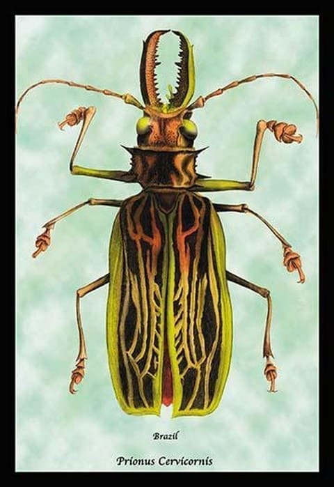 Beetle: Brazilian Prionus Cervicornis by Sir William Jardine - Art Print