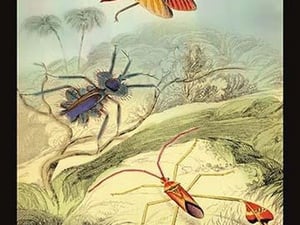 Insects: Syrtomastes Paradoxus