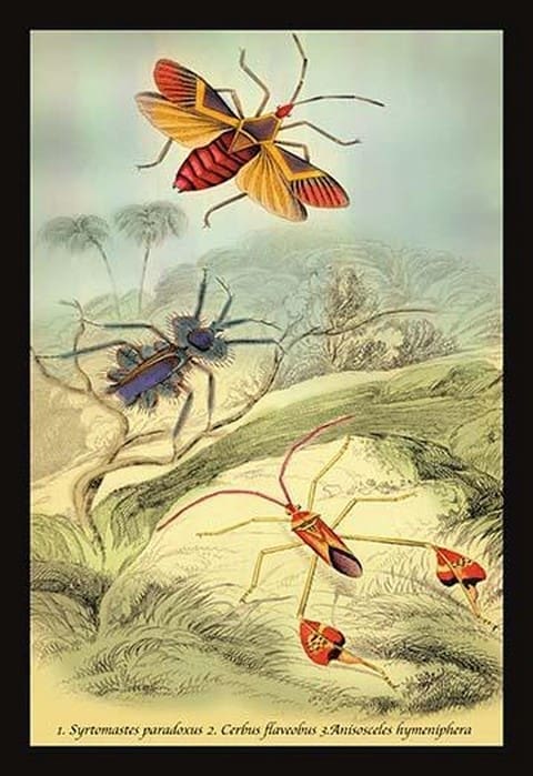 Insects: Syrtomastes Paradoxus