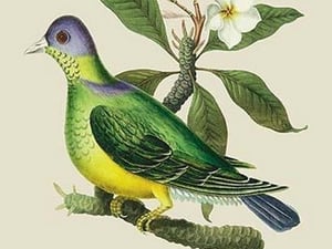 Green Pigeon and Cur Champhah of the Concan by J. Forbes - Art Print