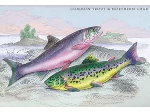 Common Trout and Northern Char by Robert Hamilton - Art Print